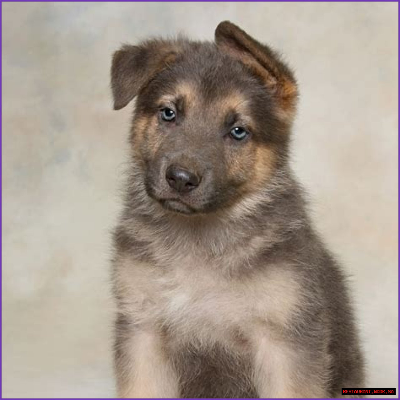 Finding The Perfect German Shepherd: GSD For Sale In VA