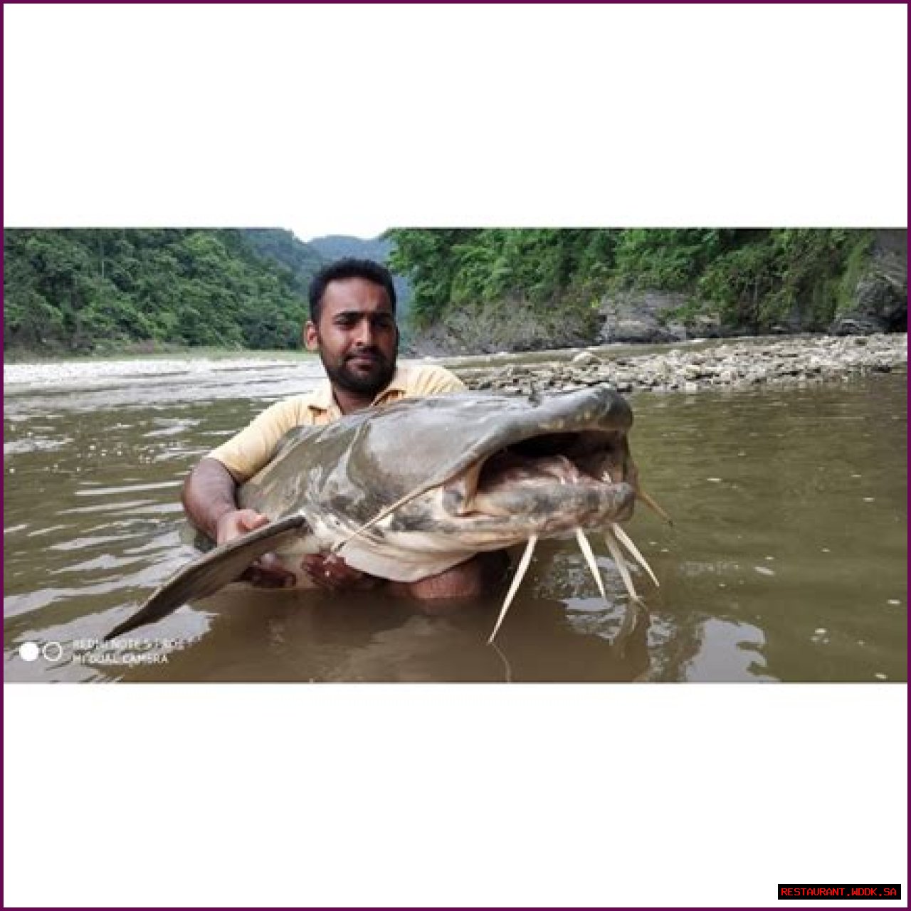 Unveiling The Mystique Of Isaac Catfish: The Enigma Of The Aquatic World